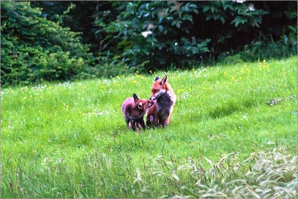 Hillside Park foxes